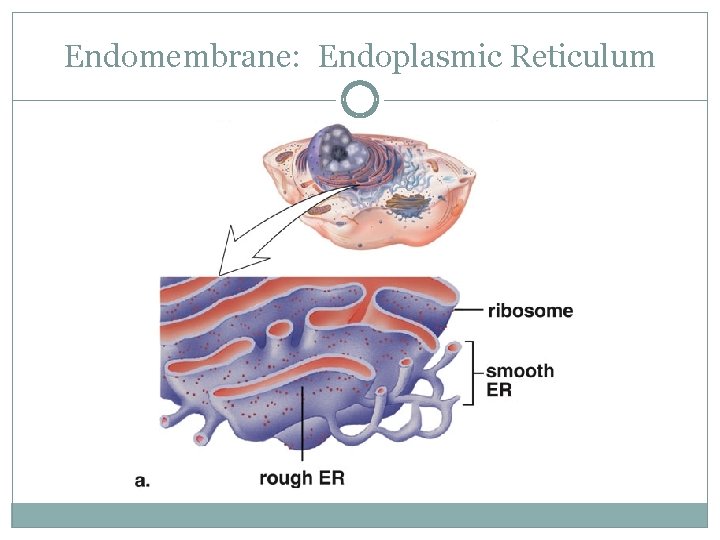 Endomembrane: Endoplasmic Reticulum 