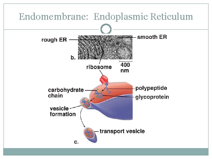 Endomembrane: Endoplasmic Reticulum 