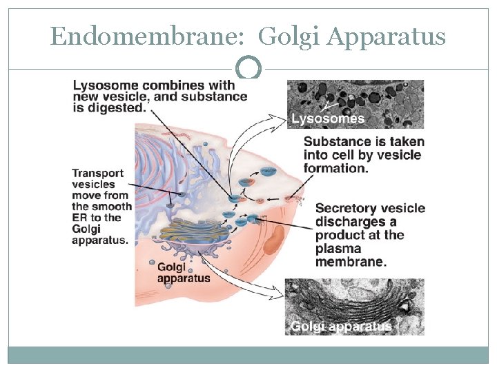 Endomembrane: Golgi Apparatus 