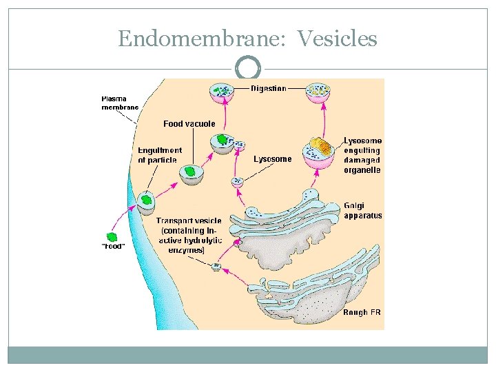 Endomembrane: Vesicles 