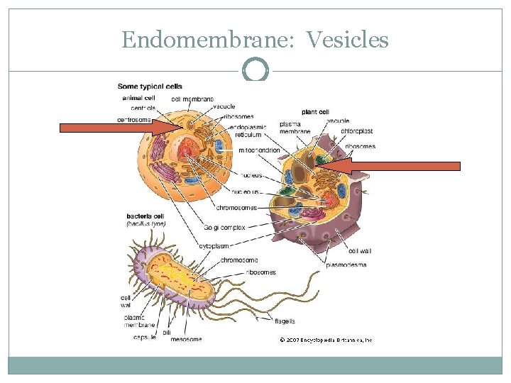 Endomembrane: Vesicles 