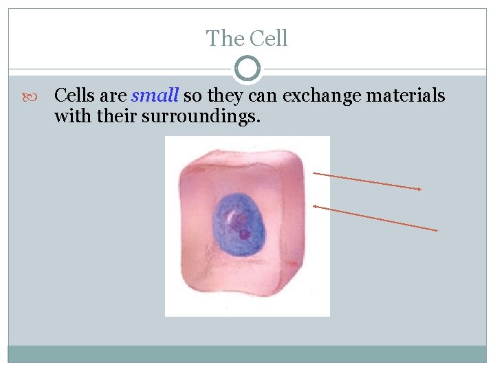 The Cells are small so they can exchange materials with their surroundings. 