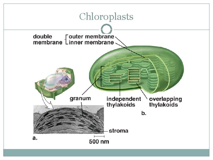 Chloroplasts 