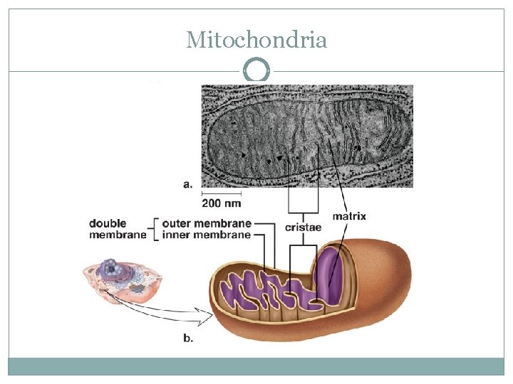 Mitochondria 