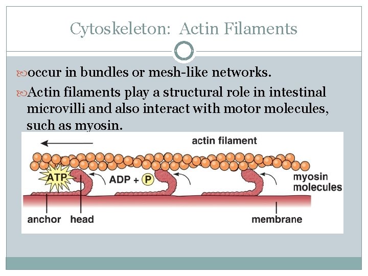 Cytoskeleton: Actin Filaments occur in bundles or mesh-like networks. Actin filaments play a structural