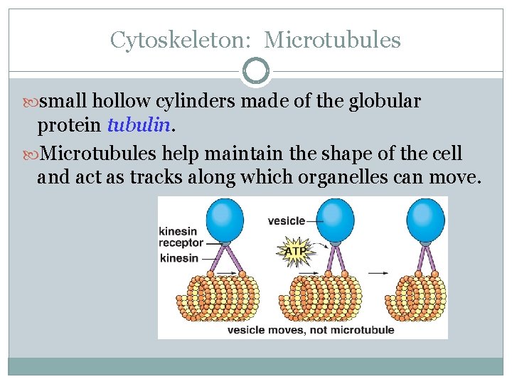 Cytoskeleton: Microtubules small hollow cylinders made of the globular protein tubulin. Microtubules help maintain