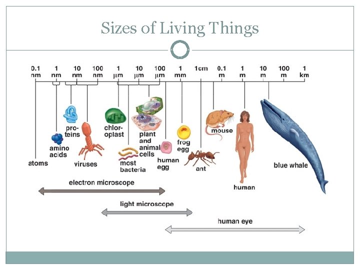 Sizes of Living Things 