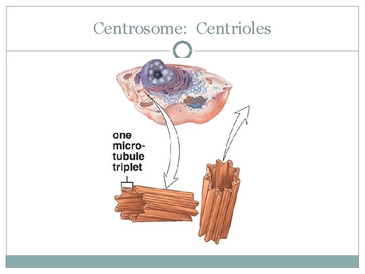 Centrosome: Centrioles 