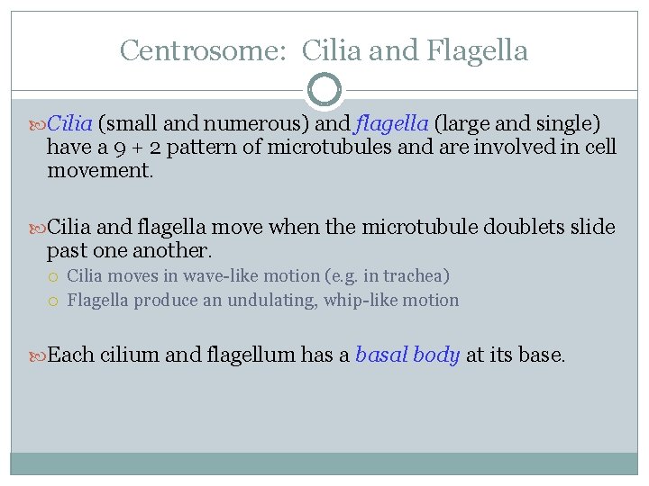 Centrosome: Cilia and Flagella Cilia (small and numerous) and flagella (large and single) have