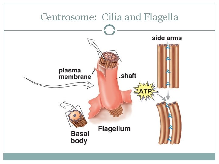Centrosome: Cilia and Flagella 