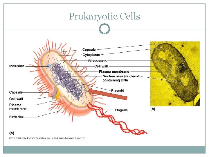 Prokaryotic Cells 