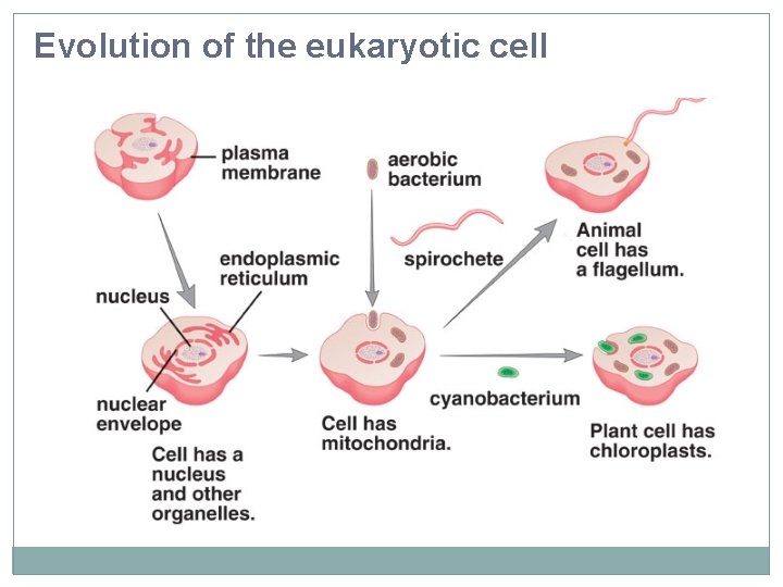Evolution of the eukaryotic cell 