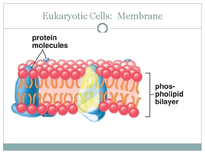 Eukaryotic Cells: Membrane 