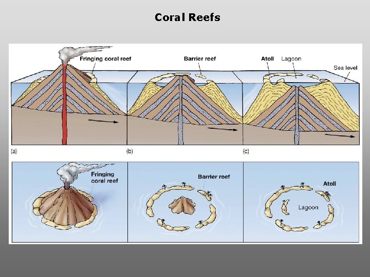 Coral Reefs Coral Reefs