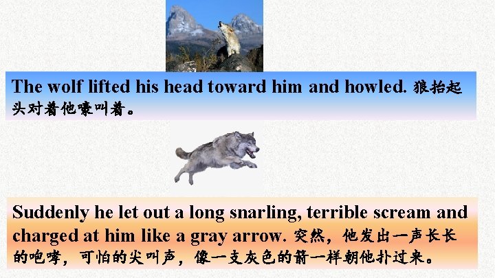 The wolf lifted his head toward him and howled. 狼抬起 头对着他嚎叫着。 Suddenly he let