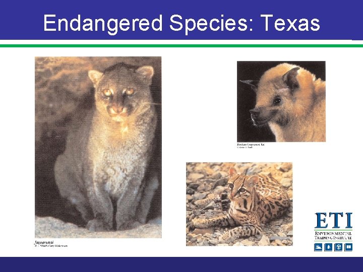 Endangered Species: Texas 