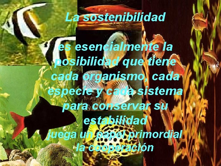 La sostenibilidad es esencialmente la posibilidad que tiene cada organismo, cada especie y cada