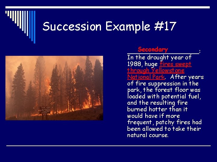 Succession Example #17 Secondary __________: In the drought year of 1988, huge fires swept