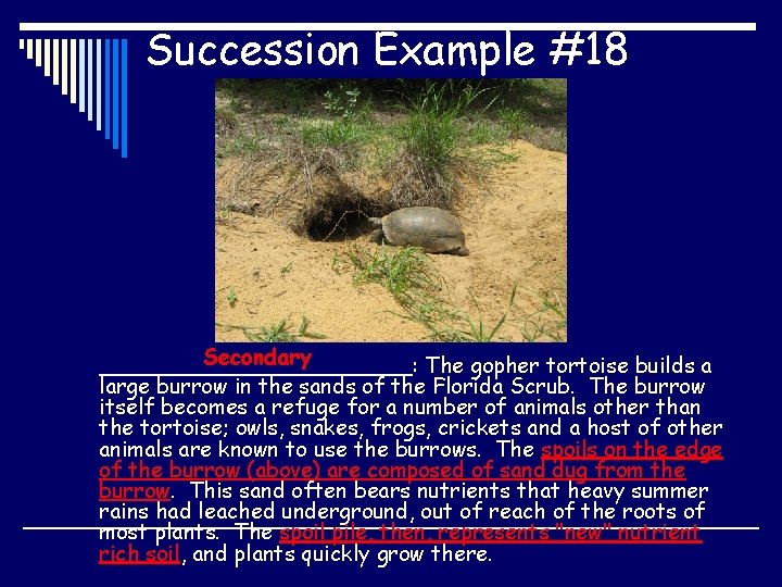 Succession Example #18 Secondary ____________: The gopher tortoise builds a large burrow in the