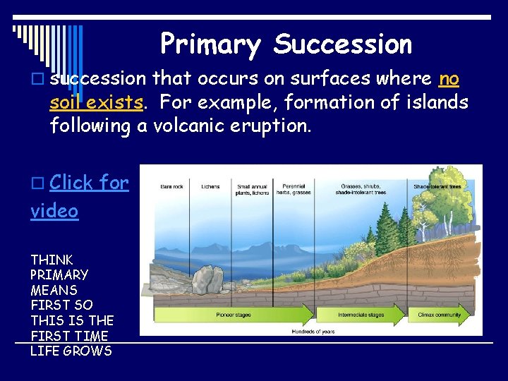 Primary Succession o succession that occurs on surfaces where no soil exists. For example,