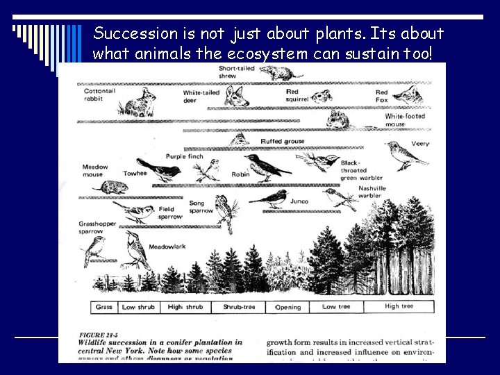 Succession is not just about plants. Its about what animals the ecosystem can sustain