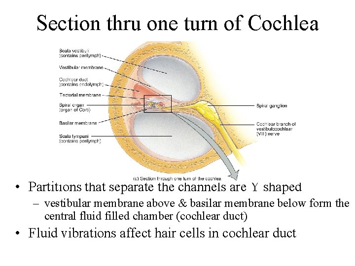 Section thru one turn of Cochlea • Partitions that separate the channels are Y