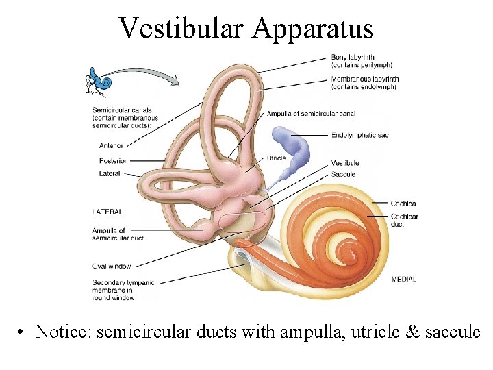 Vestibular Apparatus • Notice: semicircular ducts with ampulla, utricle & saccule 