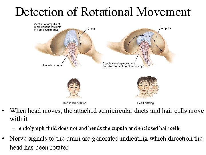 Detection of Rotational Movement • When head moves, the attached semicircular ducts and hair