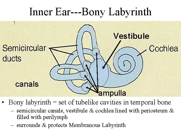 Inner Ear---Bony Labyrinth Vestibule canals ampulla • Bony labyrinth = set of tubelike cavities
