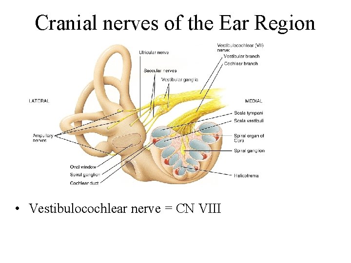 Cranial nerves of the Ear Region • Vestibulocochlear nerve = CN VIII 