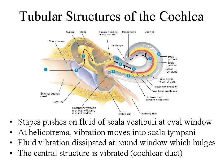 Tubular Structures of the Cochlea • • Stapes pushes on fluid of scala vestibuli