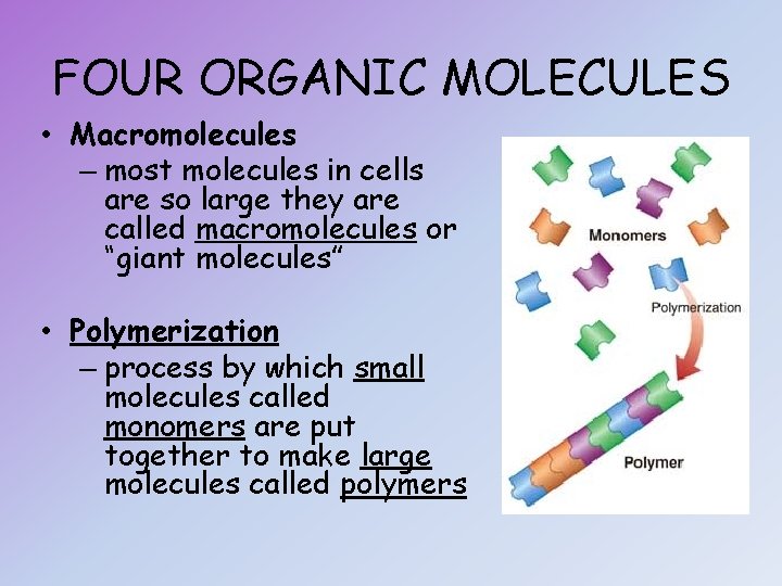 FOUR ORGANIC MOLECULES • Macromolecules – most molecules in cells are so large they