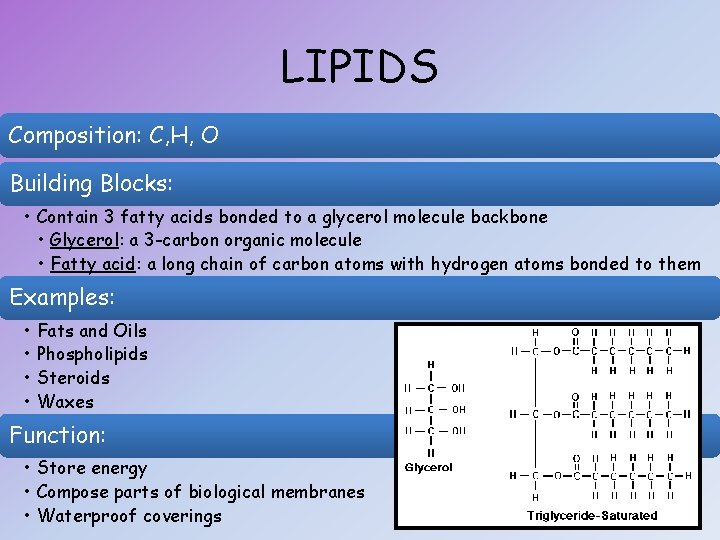 LIPIDS Composition: C, H, O Building Blocks: • Contain 3 fatty acids bonded to