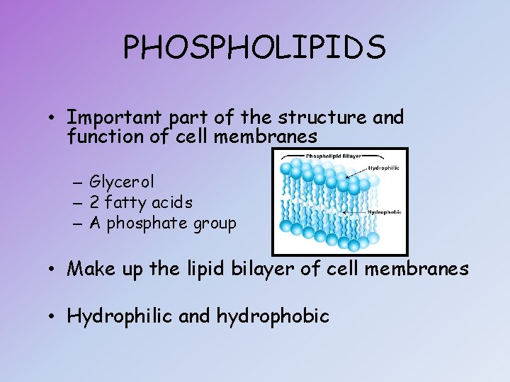 PHOSPHOLIPIDS • Important part of the structure and function of cell membranes – Glycerol