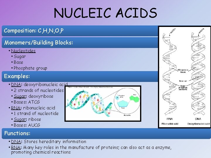 NUCLEIC ACIDS Composition: C, H, N, O, P Monomers/Building Blocks: • Nucleotides • Sugar