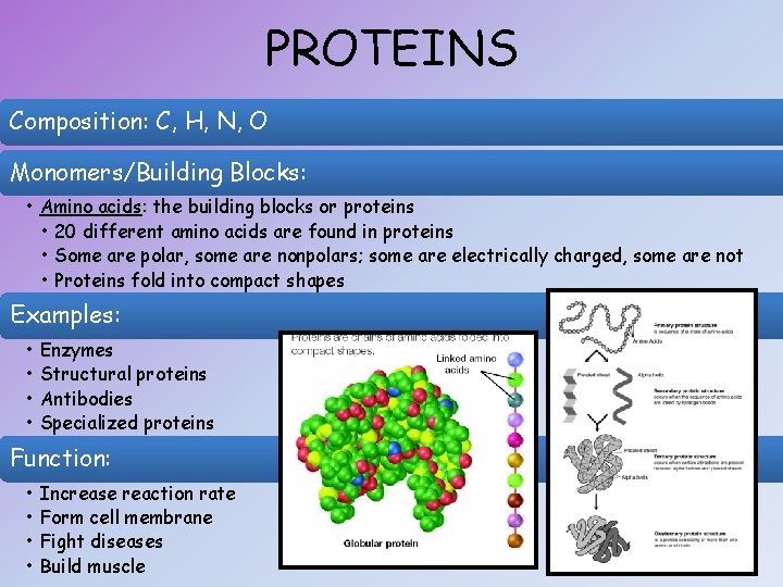 PROTEINS Composition: C, H, N, O Monomers/Building Blocks: • Amino acids: the building blocks