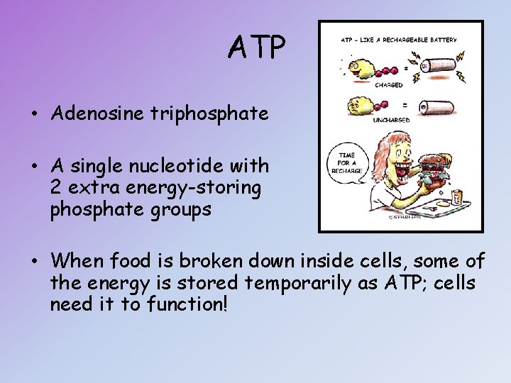 ATP • Adenosine triphosphate • A single nucleotide with 2 extra energy-storing phosphate groups