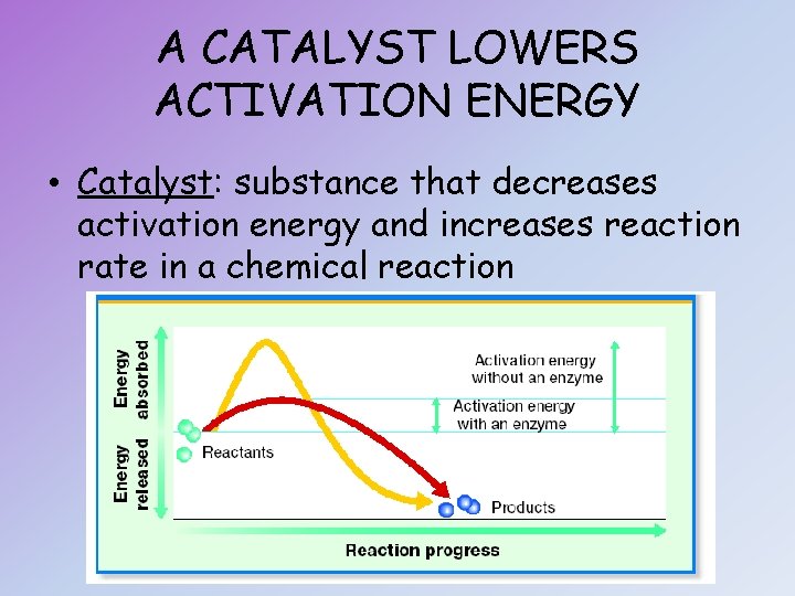 A CATALYST LOWERS ACTIVATION ENERGY • Catalyst: substance that decreases activation energy and increases