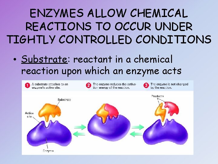 ENZYMES ALLOW CHEMICAL REACTIONS TO OCCUR UNDER TIGHTLY CONTROLLED CONDITIONS • Substrate: reactant in