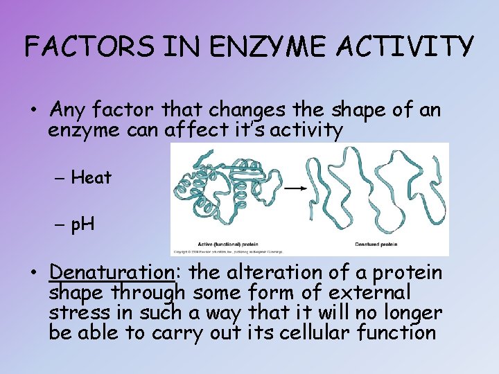 FACTORS IN ENZYME ACTIVITY • Any factor that changes the shape of an enzyme