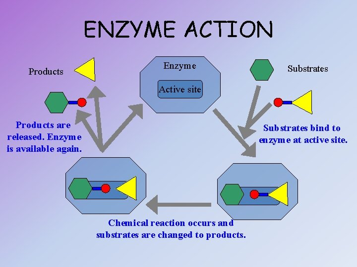 ENZYME ACTION Products Enzyme Substrates Active site Products are released. Enzyme is available again.