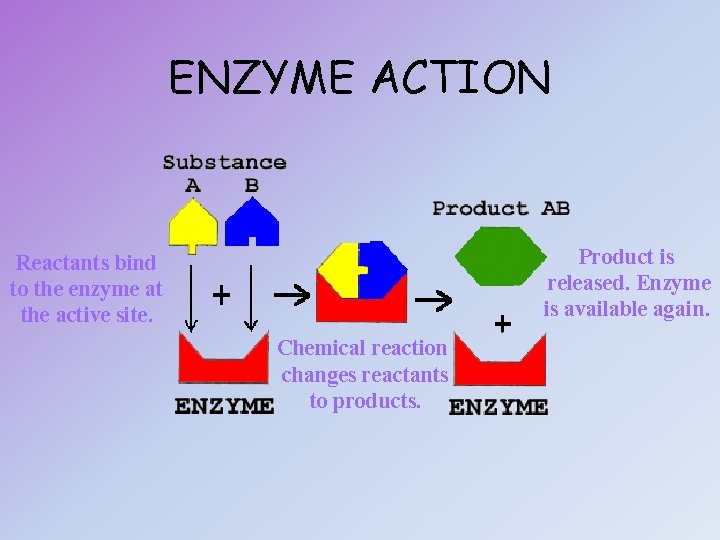 ENZYME ACTION Product is released. Enzyme is available again. Reactants bind to the enzyme