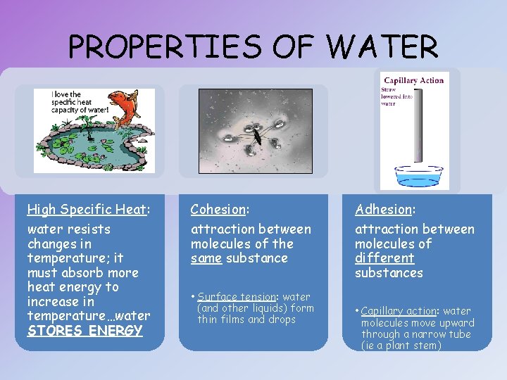 PROPERTIES OF WATER High Specific Heat: Cohesion: Adhesion: water resists changes in temperature; it