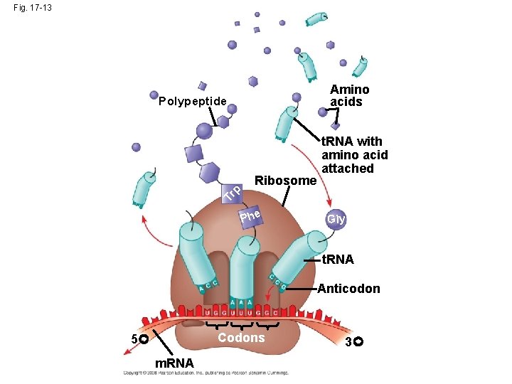 Fig. 17 -13 Amino acids Polypeptide Tr p Ribosome t. RNA with amino acid