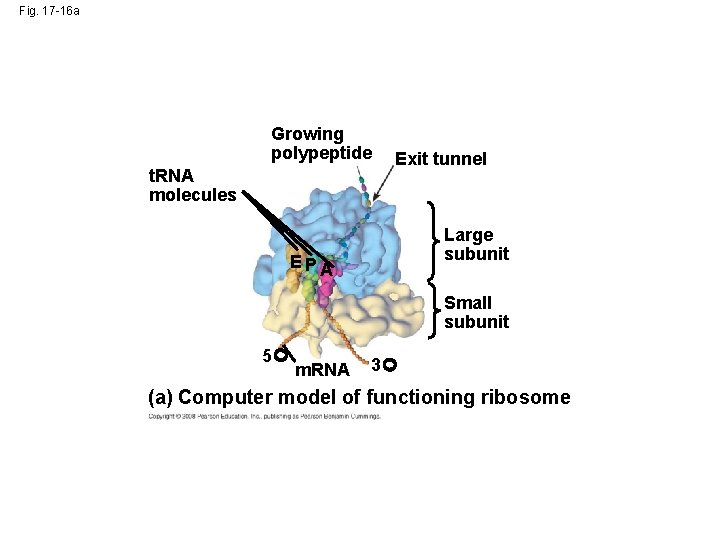 Fig. 17 -16 a Growing polypeptide t. RNA molecules Exit tunnel Large subunit E