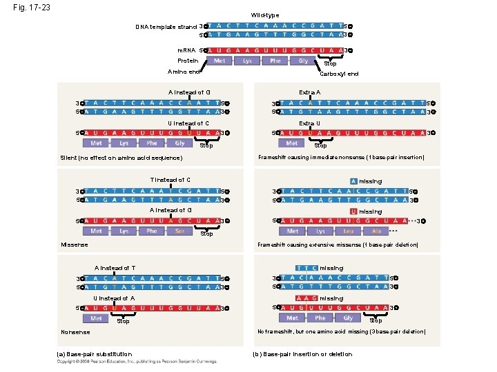 Fig. 17 -23 Wild-type DNA template strand 3 5 5 3 m. RNA 5