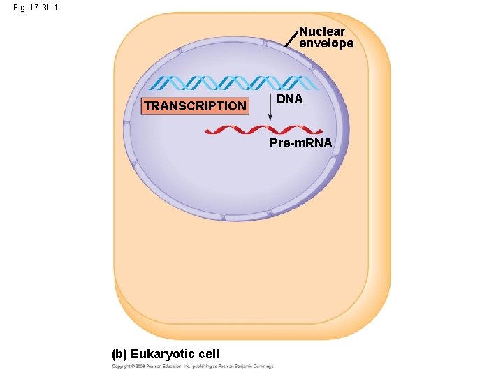 Fig. 17 -3 b-1 Nuclear envelope TRANSCRIPTION DNA Pre-m. RNA (b) Eukaryotic cell 