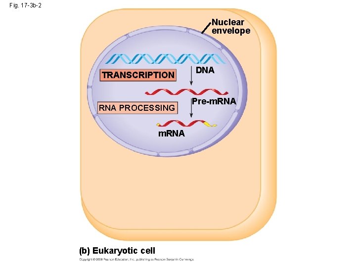 Fig. 17 -3 b-2 Nuclear envelope TRANSCRIPTION RNA PROCESSING m. RNA (b) Eukaryotic cell