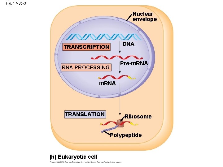 Fig. 17 -3 b-3 Nuclear envelope DNA TRANSCRIPTION Pre-m. RNA PROCESSING m. RNA TRANSLATION