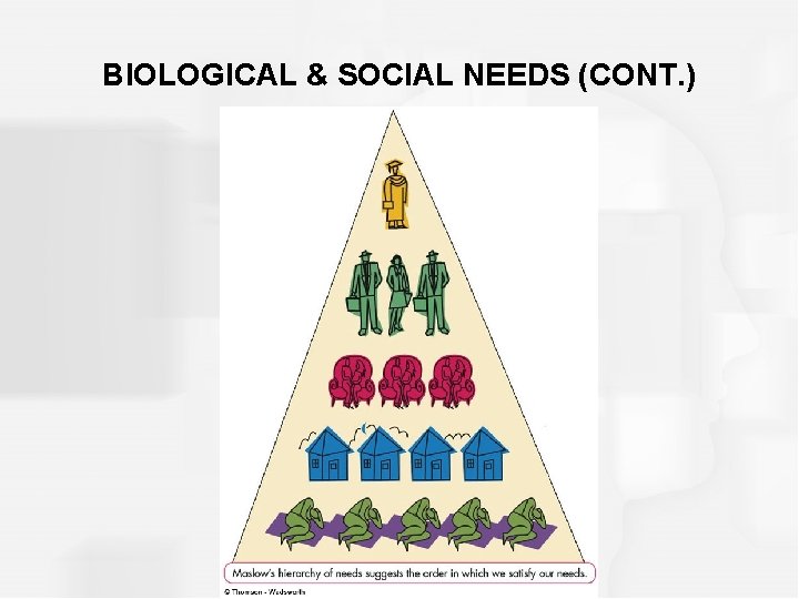 BIOLOGICAL & SOCIAL NEEDS (CONT. ) 